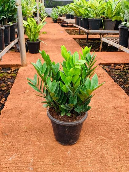 Our Low-Maintenance Plant Selection photo 3