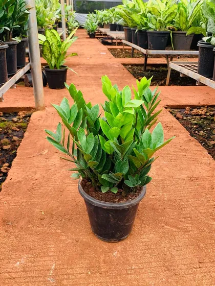 The classic green ZZ plant, seen here in our nursery, is a staple of our indoor plantscaping services. Its waxy, vibrant green leaves and upright growth habit make it a versatile choice that fits well in a variety of decorative pots and settings.