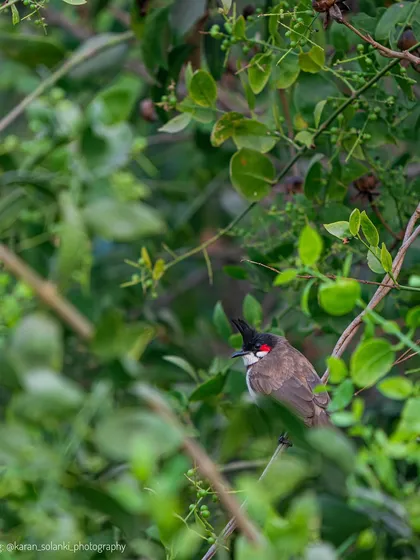 A Red-whiskered Bulbul amidst lush greenery. My journey into wildlife photography started with encounters like these in the green pockets of Mumbai.