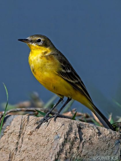 A Western Yellow Wagtail, one of the many migratory birds that grace the Indian subcontinent with their presence during the winter.