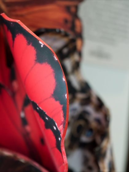 A macro shot of a vibrant red wing from the "A Symphony of Wings" installation, highlighting its delicate details.