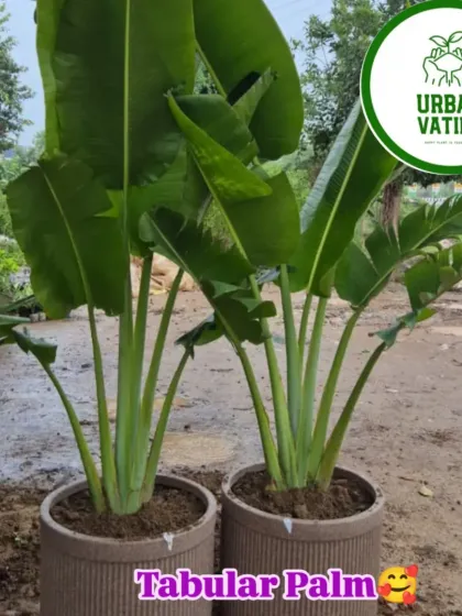 These are Tabular Palms in modern, ribbed planters. Their large, banana-like leaves create a bold, tropical statement.