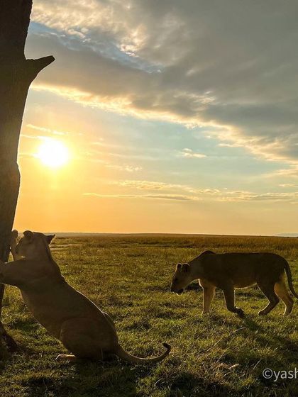 Another angle of the lioness scent-marking, showing a second lioness approaching as the sun rises.