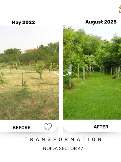 This before and after from our Noida Sector 47 project shows how quickly a landscape can change. The green cover helps reduce soil erosion, lower local temperatures, and create a habitat for birds and insects.
