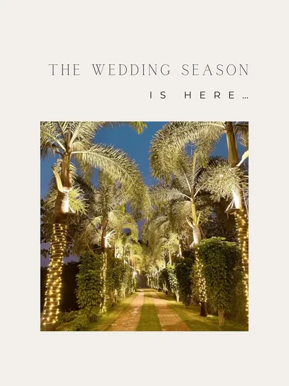 A graphic announcing the start of the wedding season, featuring a beautiful, tree-lined pathway illuminated with fairy lights, ready for a magical event.