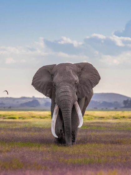 The super tusker 'TJ' walking through the summer grasslands of Amboseli. This image was made by a guest who fulfilled her dream of photographing these gentle giants.