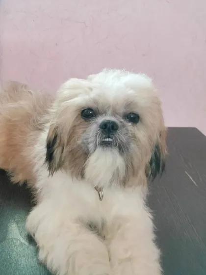 A freshly groomed Shih Tzu resting after its session. Notice the clean lines of the haircut and the trimmed fur around the eyes.