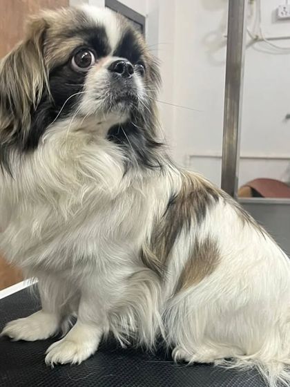 Pets Forever - Full Service Dog Grooming Complete Grooming for All Breeds photo 12