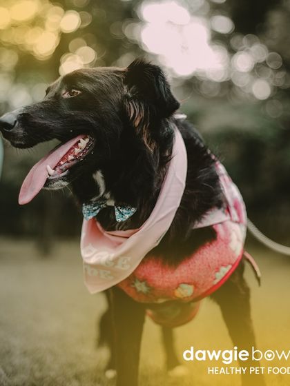 Feed their bodies, nourish their souls. This happy dog in a bandana is a picture of vitality, showing how a great diet supports a foundation of well-being.