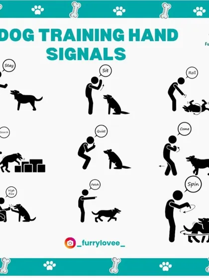 Hand signals are a powerful tool in dog training. This guide shows the basic hand signals for commands like 'sit', 'stay', 'come', and 'roll'.