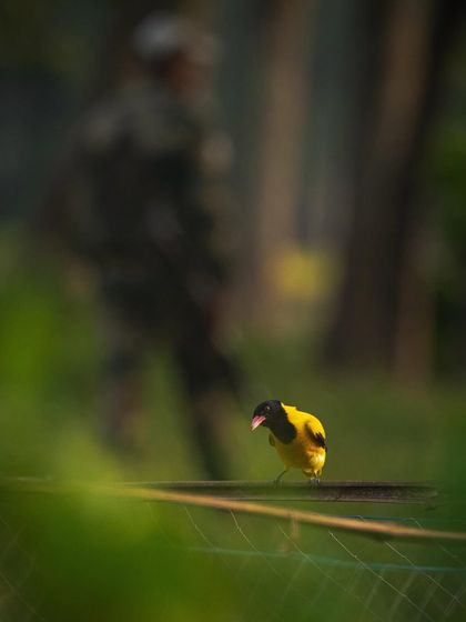 A Black-hooded Oriole perches peacefully on a fence near the international border, while a BSF soldier stands guard in the background.