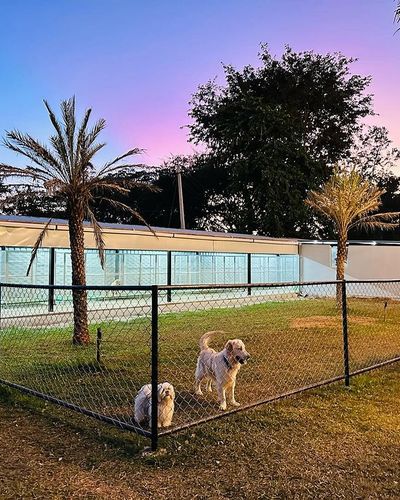 Dog Boarding
