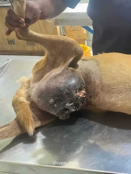 Cupa - Emergency Animal Rescue & Treatment Dog Rescue & Recovery Stories photo 26