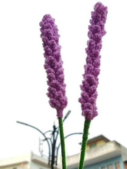 The two lavender stems held up against the sky.