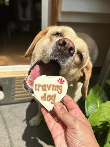 This "I Ruv My Dog" heart-shaped dognut is a bestseller during Valentine's season. It's a fun and quirky way to show your pup some extra love.