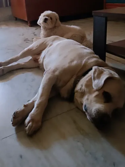 Lucky Singh the senior Labrador snoozing on the floor while his little Shih Tzu friend watches over him. I provide special care for senior dogs to ensure they are comfortable.