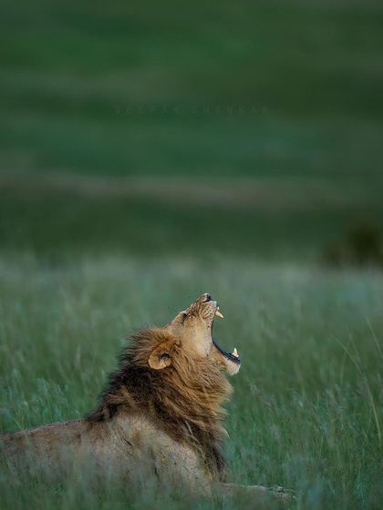 A close-up on that powerful expression. This image brings you right into the moment, feeling the energy and presence of the king of the savanna.