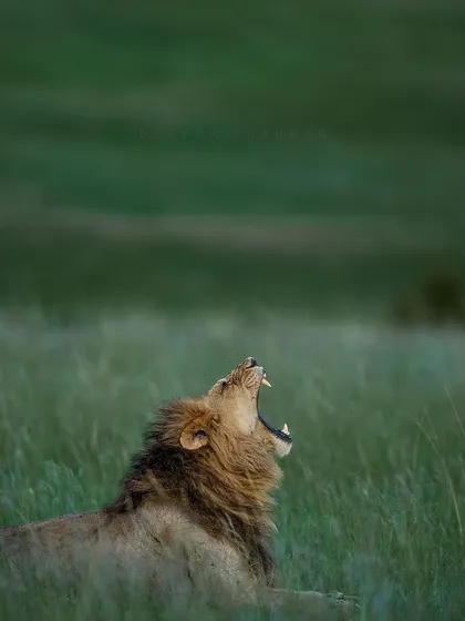 Is he roaring or yawning? A lion's yawn can look just as ferocious as a roar. Capturing these candid moments of behavior helps tell a more complete story of their lives.