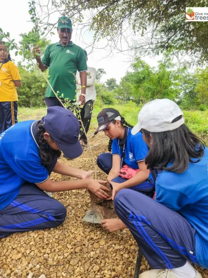 Teamwork in action. School students in Pune work together to plant a sapling correctly, learning the importance of proper technique for the tree's survival and growth.