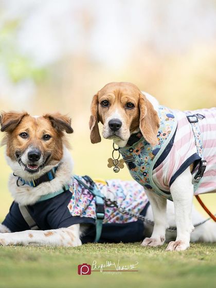 Pragalbh - Animal Rescue & Advocacy Photography Paws & Peaks: Outdoor Adventures photo 16