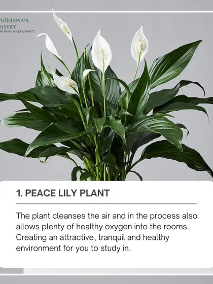 The Peace Lily cleanses the air and in the process allows plenty of healthy oxygen into the room. This creates an attractive, tranquil, and healthy environment for you to study in.
