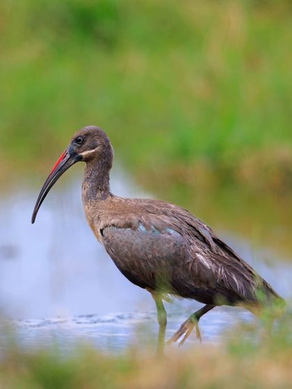 The Hadada Ibis, named for its loud, carrying call, wades through a shallow wetland. These birds have adapted well to human presence and are often found in gardens and parks.