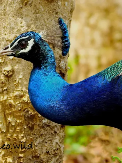 It’s all in the details. This close-up of an Indian Peafowl shows the delicate, crown-like crest that gives it such a royal presence. Our national bird is truly a living piece of art.