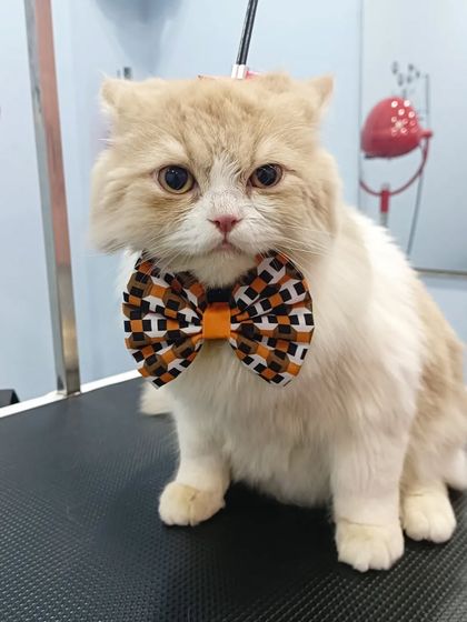 Mamppi Deb - Pet Grooming & Styling Feline Friends: Cat Grooming photo 14