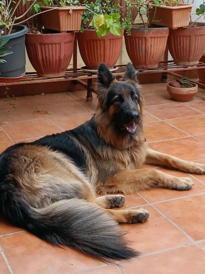 Jazzy's Pet Care - Doggy Daycare Meet Our Adorable Guests photo 18