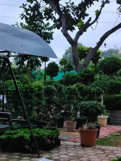 A wide view of my dedicated bonsai garden at the nursery. This section is my passion, filled with bonsai trees of all shapes, sizes, and ages, from small starters to large, established specimens.