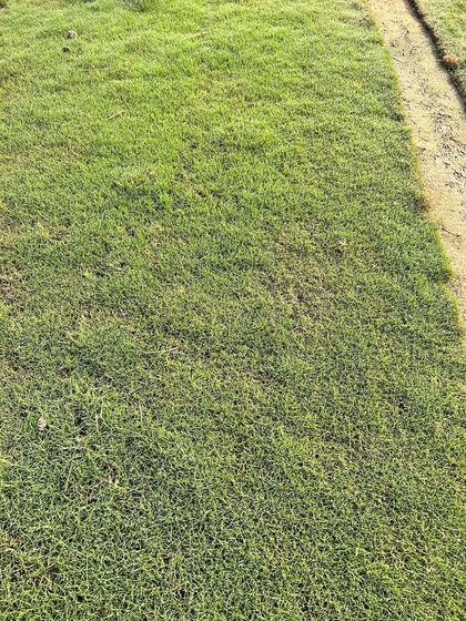 A close-up of a healthy, green lawn I supplied. The grass is dense, weed-free, and safe for kids and pets.