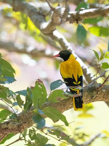 A Black-hooded Oriole, its bright yellow plumage shining through the leaves.