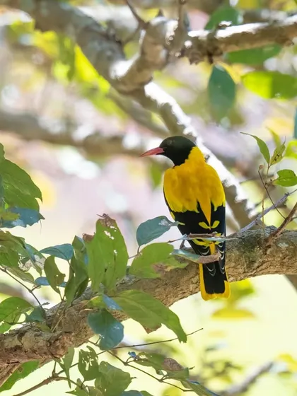 A Black-hooded Oriole, its bright yellow plumage shining through the leaves.