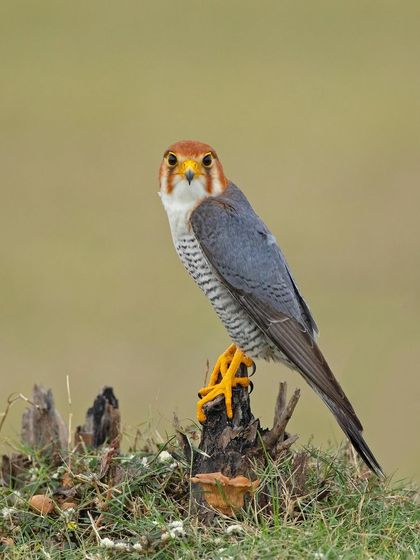 A stunning Red-necked Falcon perched on a stump. The vibrant color of its head and powerful gaze make it a spectacular subject.