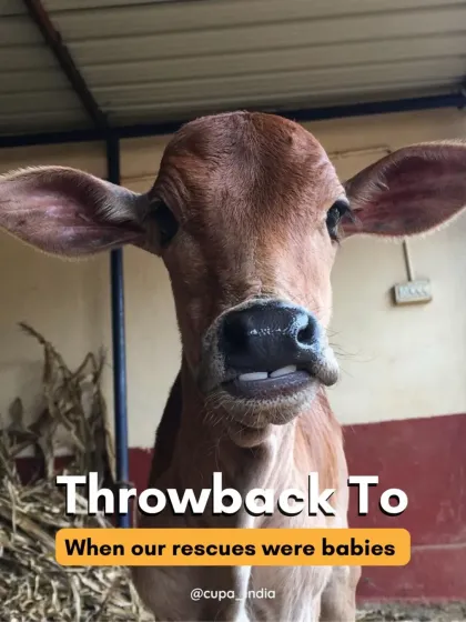 Cupa - Large Animal Sanctuary & Rehabilitation Rescue & Recovery: The Journey to Healing photo 6