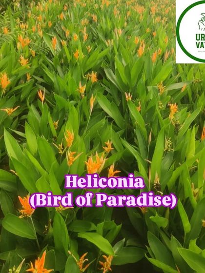 A field of orange Heliconia plants.