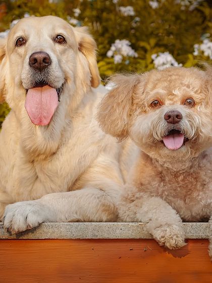 Another take of this happy pair, Ruby and Jazz. Capturing two pets looking happy and relaxed together is always a rewarding challenge, resulting in a memory the whole family can treasure.