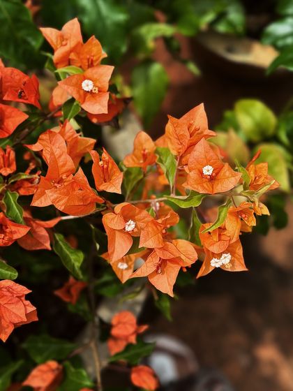 A vibrant orange Bougainvillea, perfect for adding a touch of the tropics to your space with minimal effort. Its colorful bracts thrive in the sun.