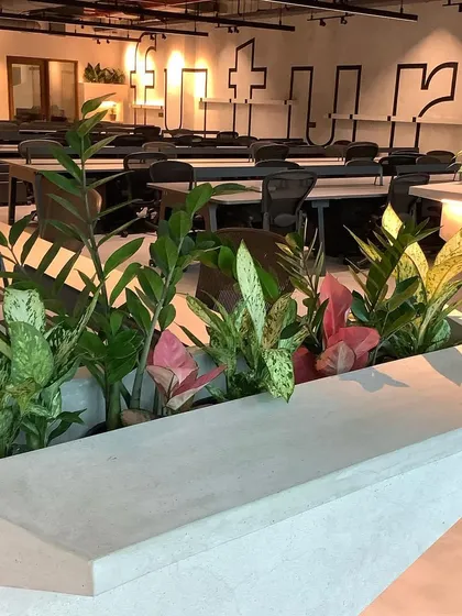 A mix of textures and colors in this desktop planter adds visual interest. We selected hardy plants like Aglaonema and ZZ plants that thrive in office lighting conditions.