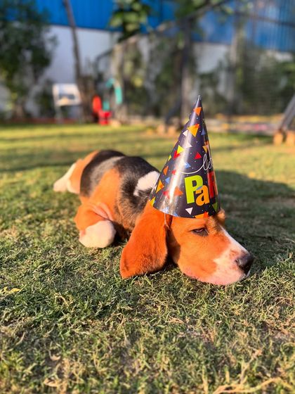 Looks like this birthday boy partied a little too hard. Happy 1st Birthday to Simba the Beagle.
