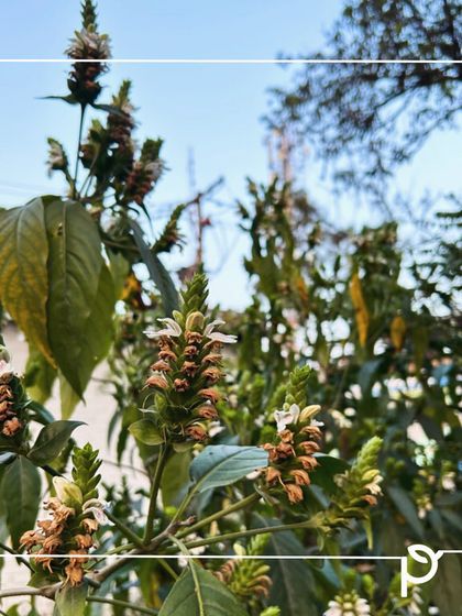 Our Native Plant Showcase photo 23