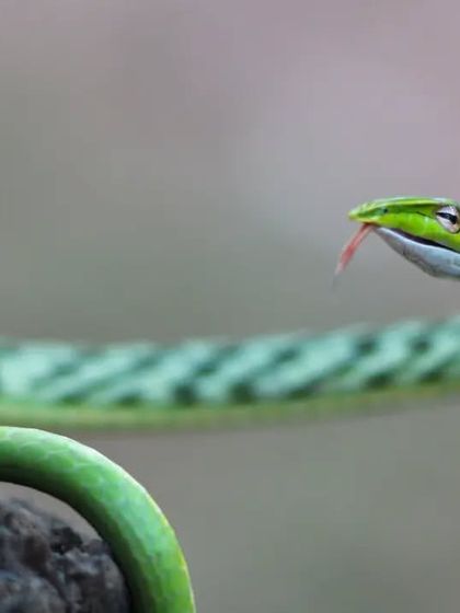 A Green Vine Snake shows its curiosity. These mildly venomous snakes are arboreal and use their excellent vision to hunt lizards and frogs among the branches.