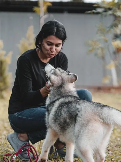 Getting to know Rocky the Husky. I take the time to understand each dog's personality and needs, ensuring a comfortable and personalized boarding experience.
