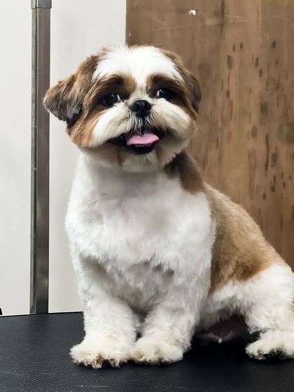 Pets Forever - Full Service Dog Grooming Shih Tzu Styling: My Specialty photo 26