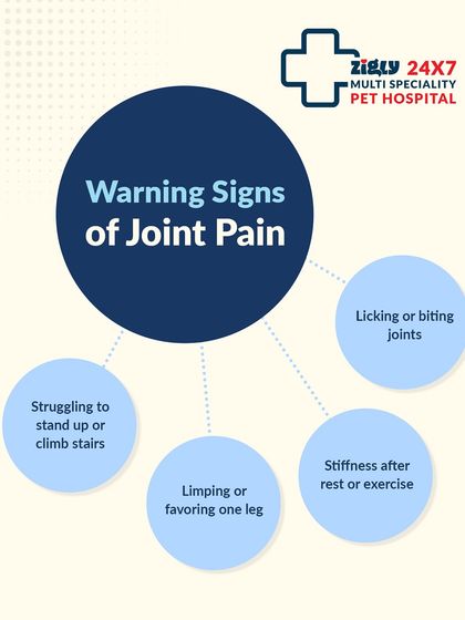 Zigly - Veterinary Services Specialized Care: Arthritis, Dental & Mobility photo 10