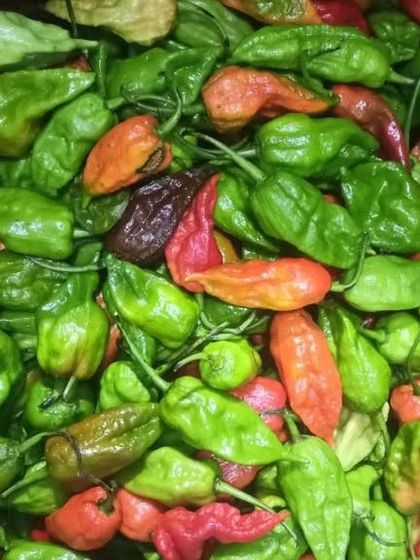 A close-up of my ghost pepper supply, showing a variety of colors from deep red to bright green. This is a must-have for any serious Northeast Indian cook.