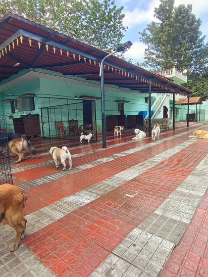 A typical day here, with dogs of all sizes just hanging out and enjoying the open space.