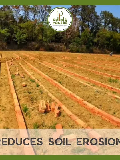 The contained structure of raised beds, whether made from earth or bricks as seen here, significantly reduces soil erosion from wind and rain, keeping your valuable topsoil and nutrients in place.