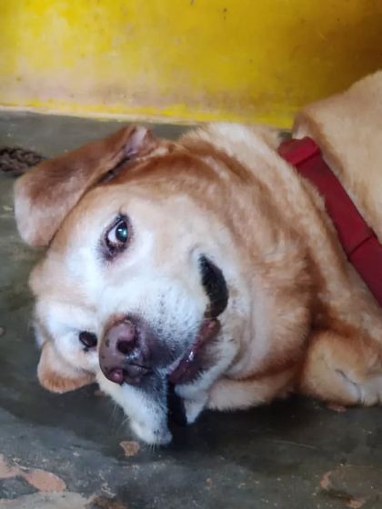 PetStepin - Pet Boarding & Daycare Portraits of Our Happy Guests photo 53