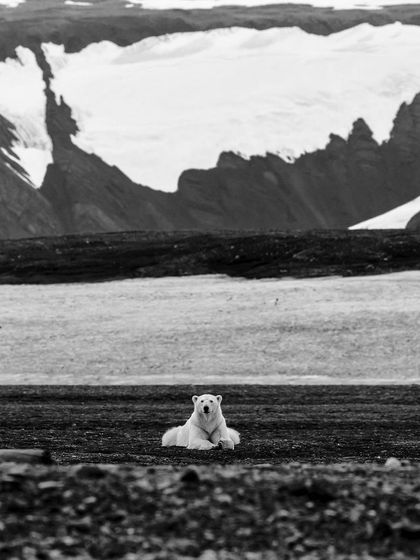 A polar bear rests against a dramatic backdrop of rock and ice. This black and white environmental portrait shows the animal in its vast, rugged habitat, emphasizing the scale of the Arctic.